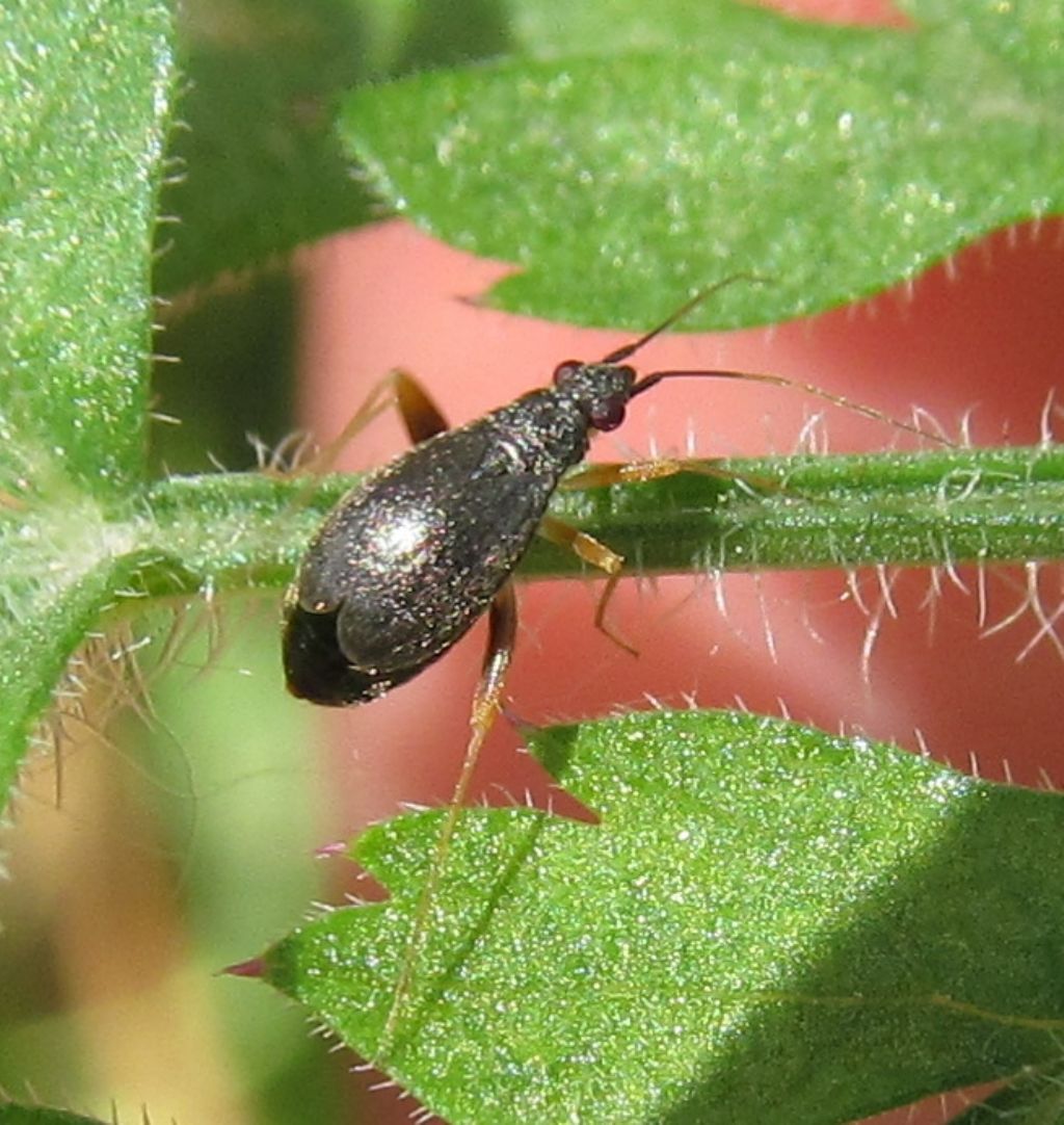 Miridae:Orthonotus fraudatrix, femmina -  Istanbul (Turchia)